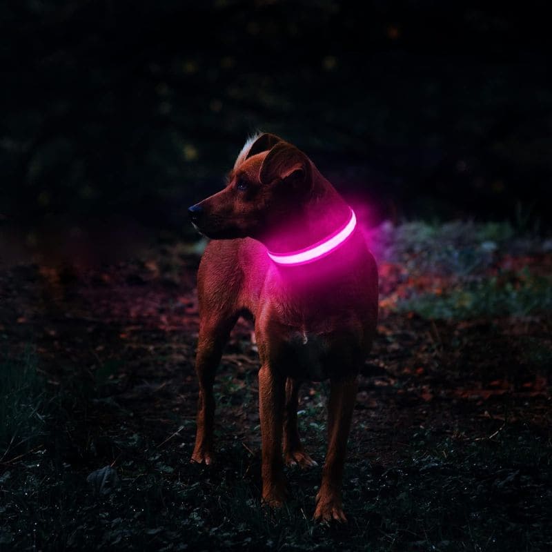 Coleira LED de Cachorros para Passeios Noturnos • GlowDog