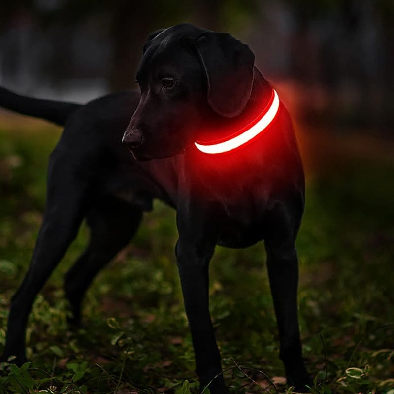 Coleira LED de Cachorros para Passeios Noturnos • GlowDog